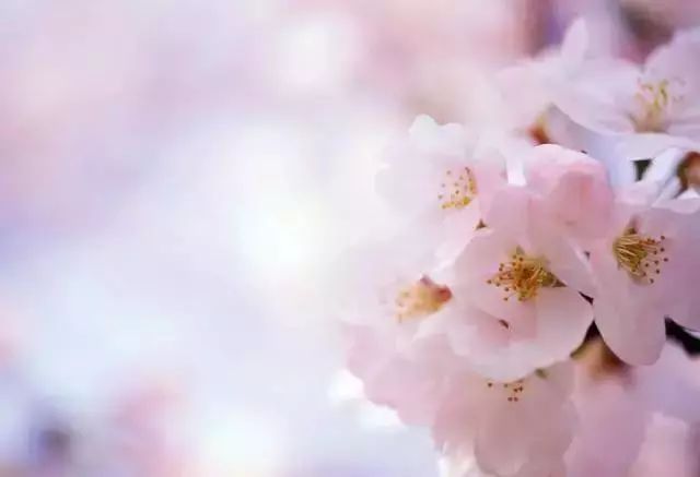 春雨贵如油，赏花得赶早