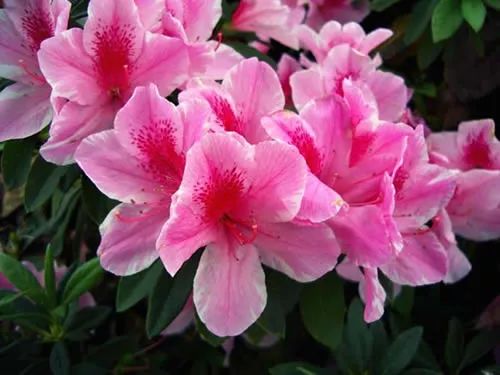 春雨贵如油，赏花得赶早