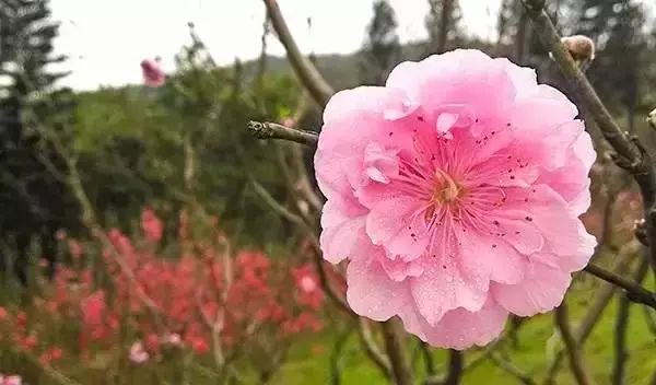 春雨贵如油，赏花得赶早