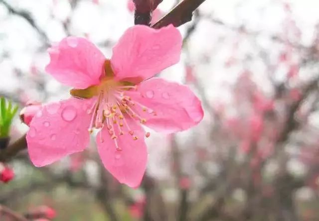 春雨贵如油，赏花得赶早