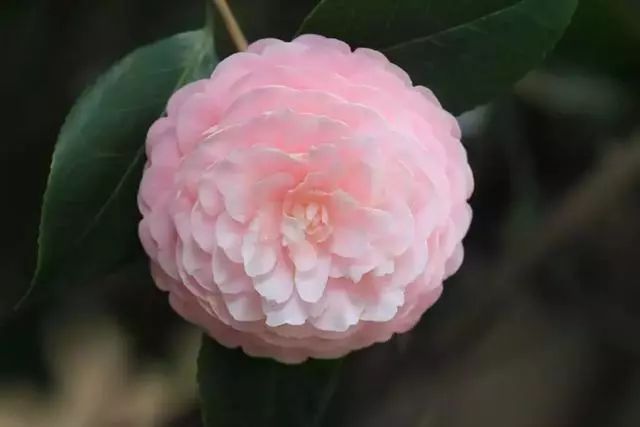 春雨贵如油，赏花得赶早