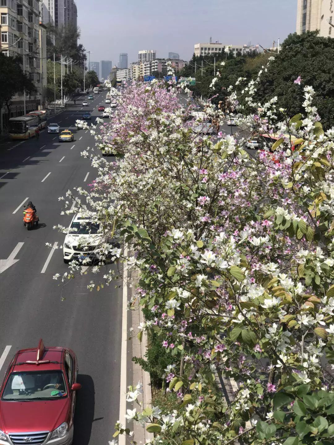 春雨贵如油，赏花得赶早
