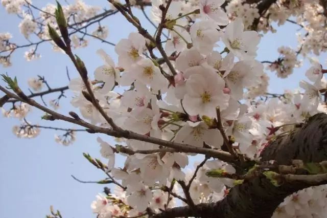 Spring rain is as expensive as oil, you have to enjoy flowers early 春雨贵如油,赏花得赶早