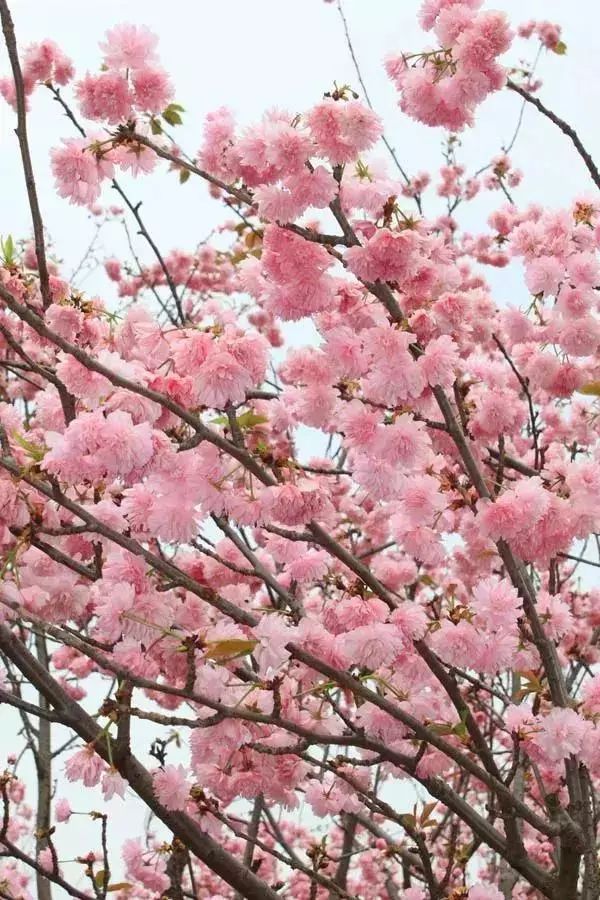 春雨贵如油，赏花得赶早