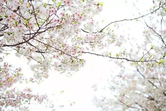 春雨贵如油，赏花得赶早