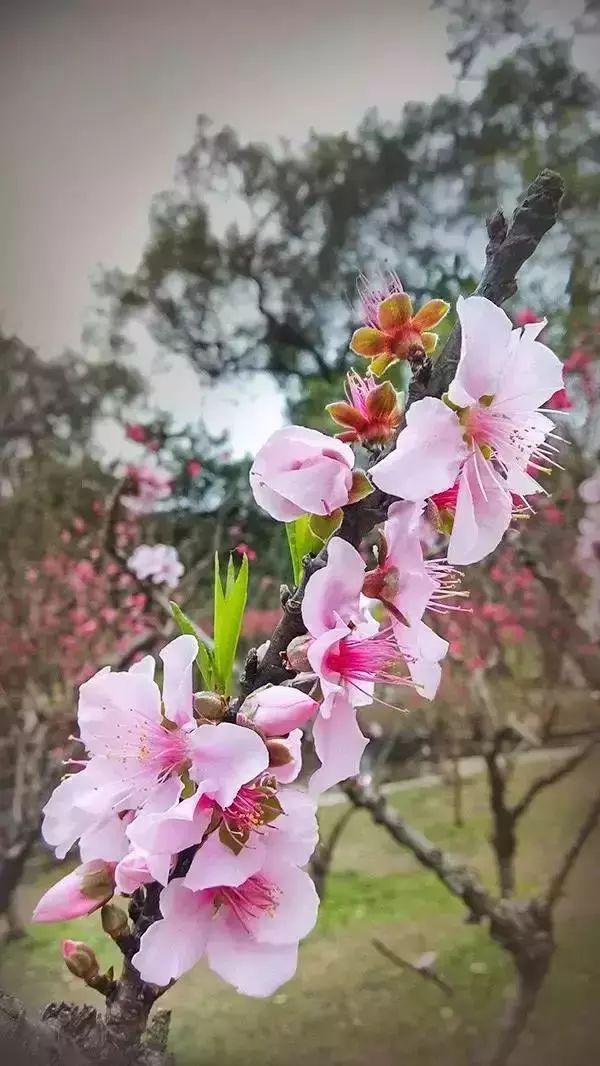 春雨贵如油，赏花得赶早