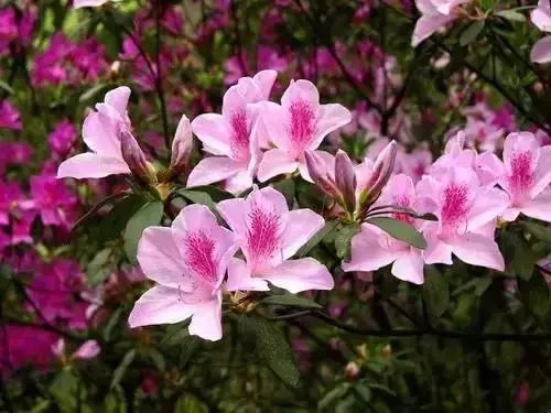 春雨贵如油，赏花得赶早