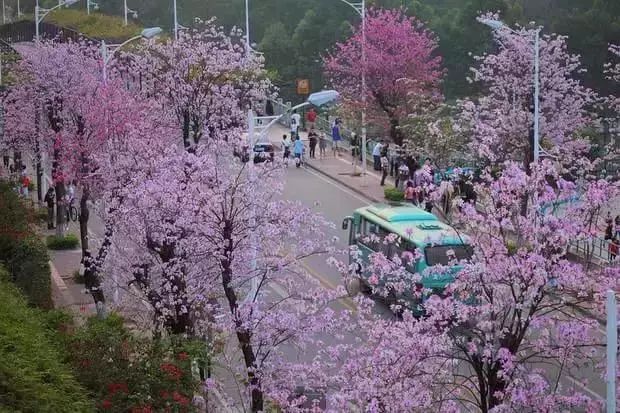 春雨贵如油，赏花得赶早