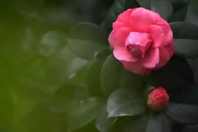 春雨贵如油，赏花得赶早