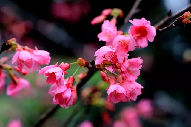 Spring rain is as expensive as oil, you have to enjoy flowers early 春雨贵如油,赏花得赶早