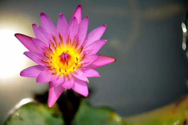 春雨贵如油，赏花得赶早