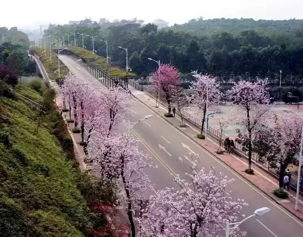 春雨贵如油，赏花得赶早
