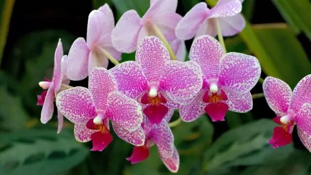 春雨贵如油，赏花得赶早