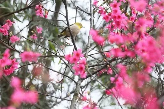 Spring rain is as expensive as oil, you have to enjoy flowers early 春雨贵如油,赏花得赶早