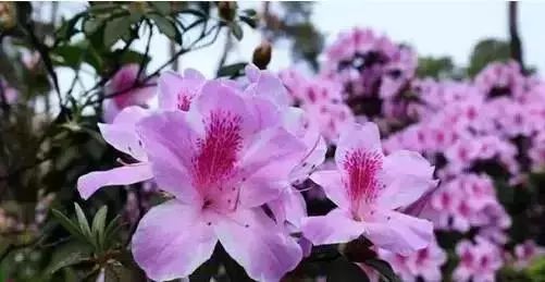 春雨贵如油，赏花得赶早