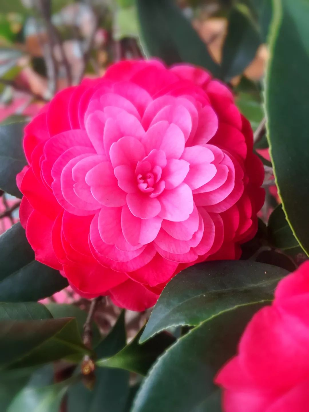 春雨贵如油，赏花得赶早