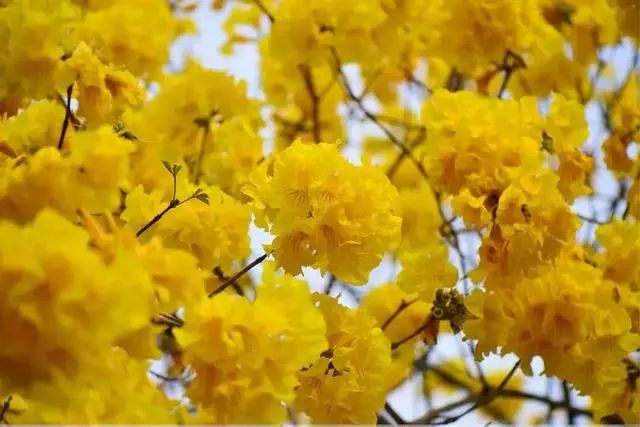 春雨贵如油，赏花得赶早