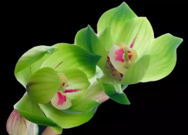 Spring rain is as expensive as oil, you have to enjoy flowers early 春雨贵如油,赏花得赶早