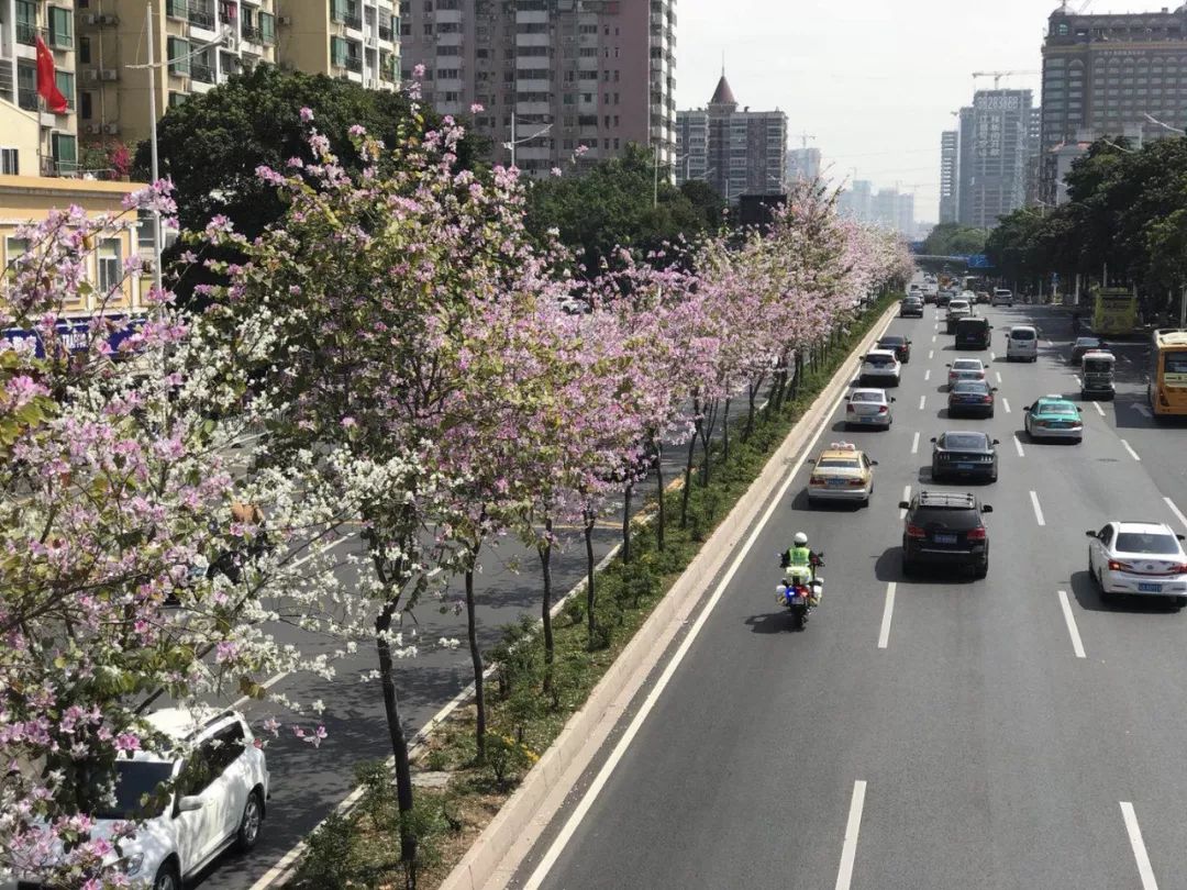 春雨贵如油，赏花得赶早